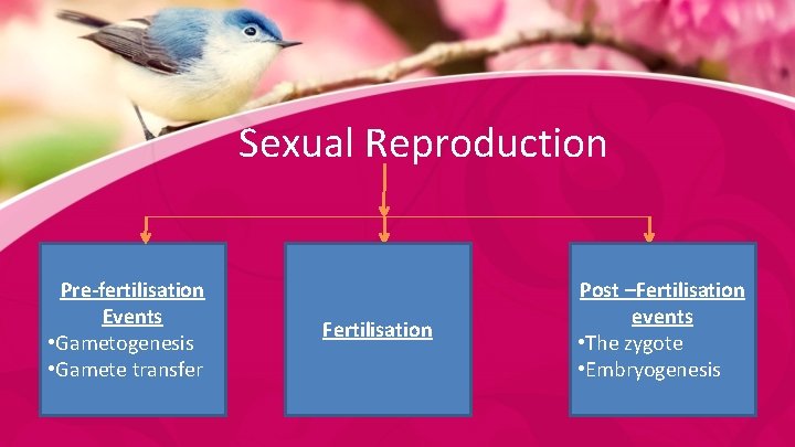Sexual Reproduction Pre-fertilisation Events • Gametogenesis • Gamete transfer Fertilisation Post –Fertilisation events •