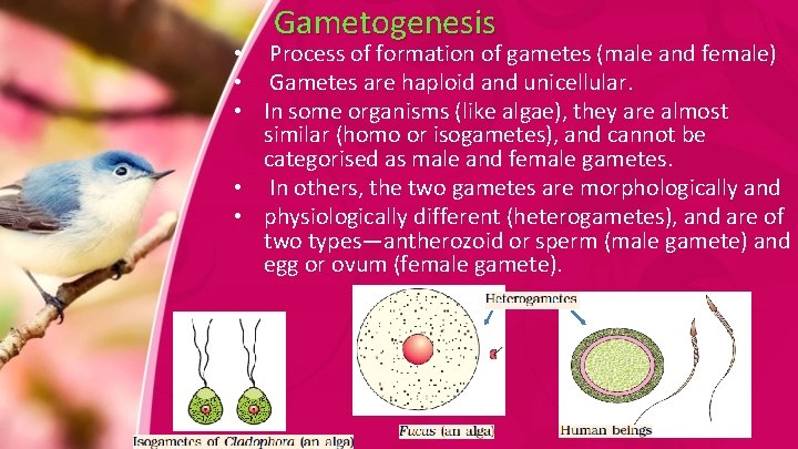 Gametogenesis • Process of formation of gametes (male and female) • Gametes are haploid