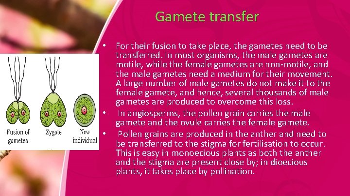 Gamete transfer • For their fusion to take place, the gametes need to be