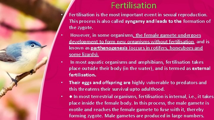 Fertilisation • • • Fertilisation is the most important event in sexual reproduction. This