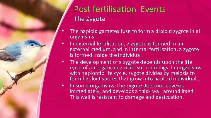 Post fertilisation Events The Zygote • The haploid gametes fuse to form a diploid