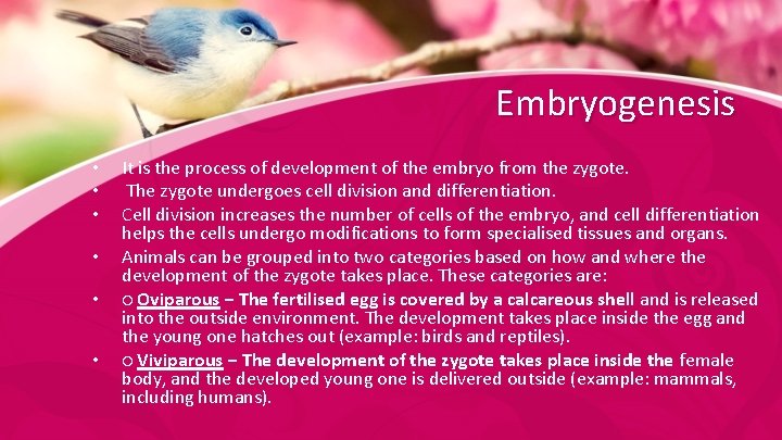 Embryogenesis • • • It is the process of development of the embryo from
