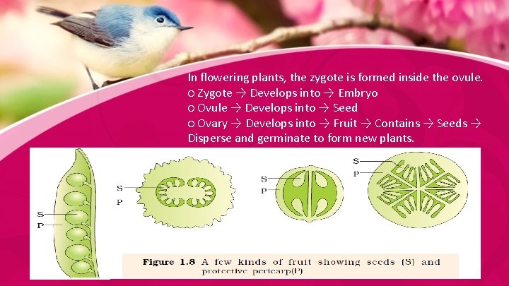 In flowering plants, the zygote is formed inside the ovule. ○ Zygote → Develops