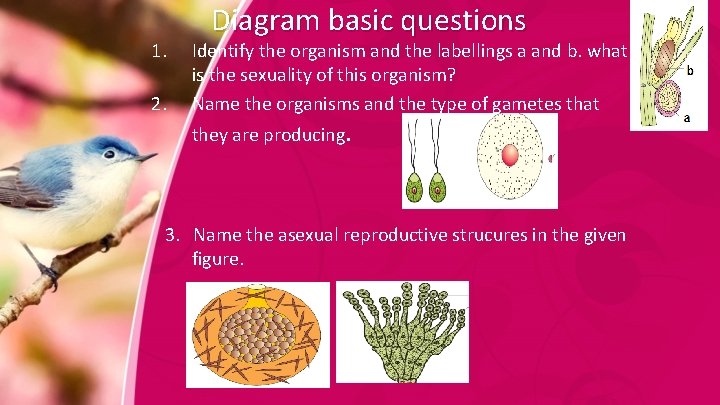 1. 2. Diagram basic questions Identify the organism and the labellings a and b.