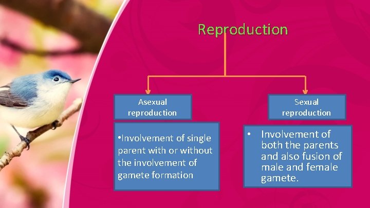 Reproduction Asexual reproduction • Involvement of single parent with or without the involvement of