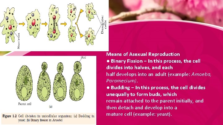 Means of Asexual Reproduction ● Binary Fission − In this process, the cell divides