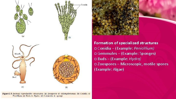 Formation of specialized structures ○ Conidia − (Example: Penicillium) ○ Gemmules − (Example: Sponges)