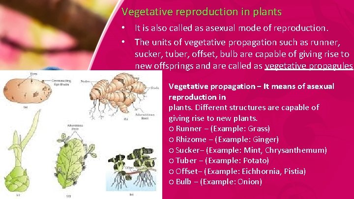 Vegetative reproduction in plants • It is also called as asexual mode of reproduction.