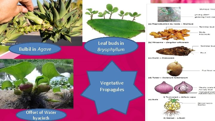 Bulbil in Agave Leaf buds in Bryophyllum Vegetative Propagules Offset of Water hyacinth 