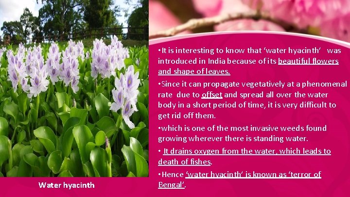 Water hyacinth • It is interesting to know that ‘water hyacinth’ was introduced in