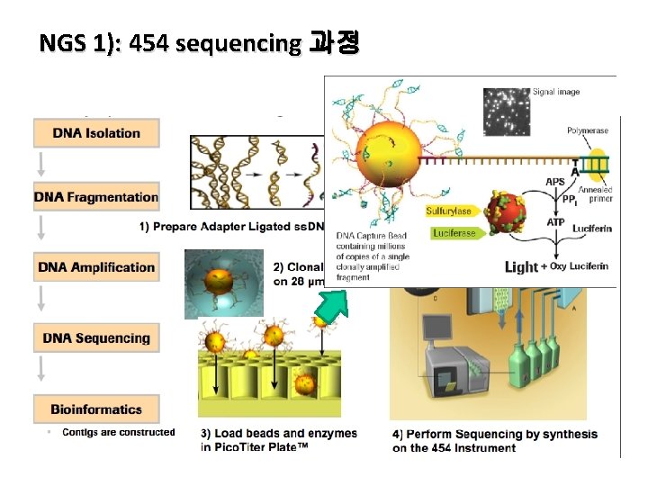 NGS 1): 454 sequencing 과정 