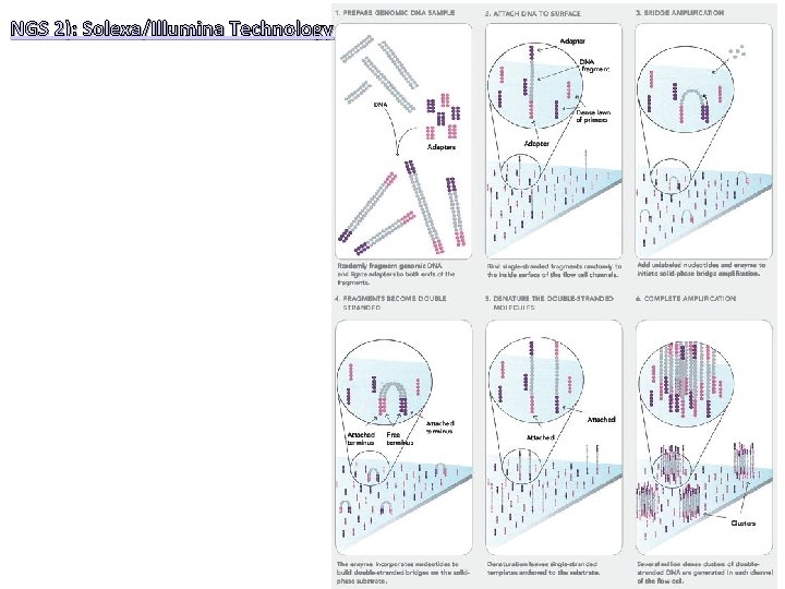 NGS 2): Solexa/Illumina Technology 