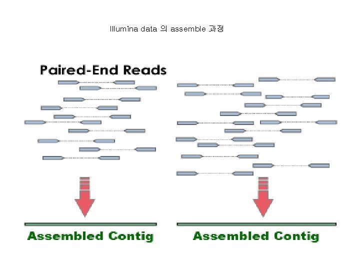 Illumina data 의 assemble 과정 