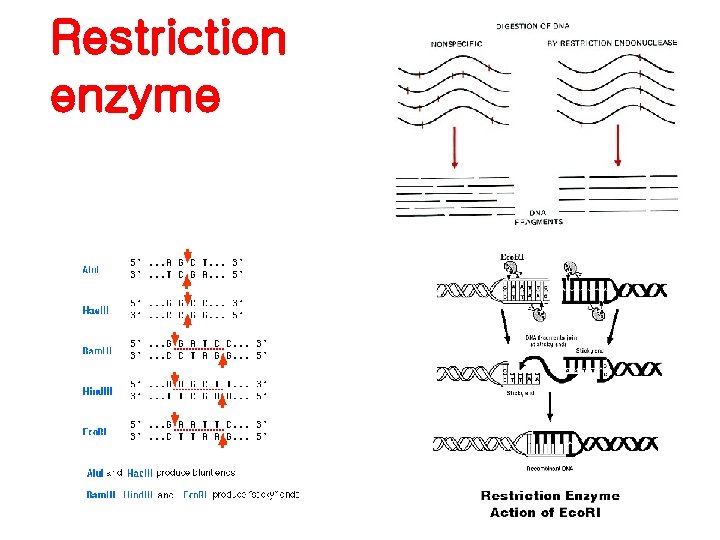 Restriction enzyme 