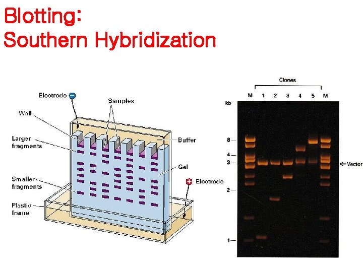 Blotting: Southern Hybridization 
