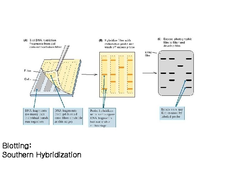 Blotting: Southern Hybridization 