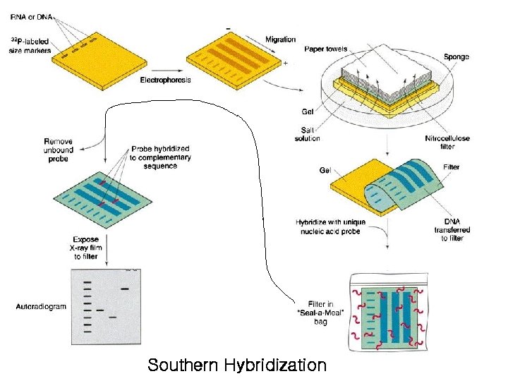 Southern Hybridization 