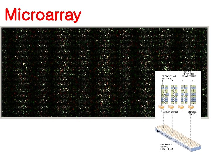 Microarray 