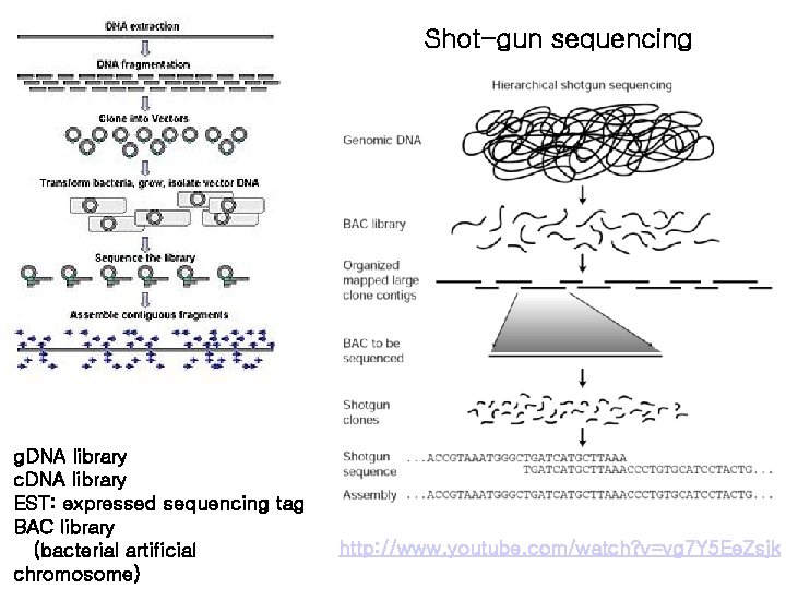 Shot-gun sequencing g. DNA library c. DNA library EST: expressed sequencing tag BAC library