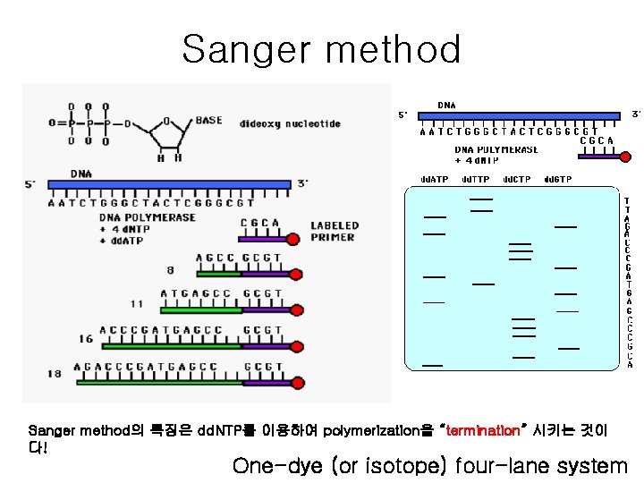 Sanger method의 특징은 dd. NTP를 이용하여 polymerization을 “termination” 시키는 것이 다! One-dye (or isotope)