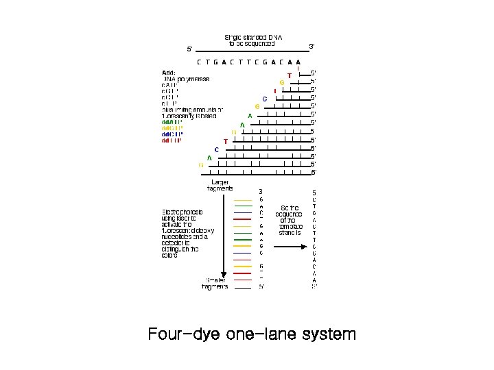 Four-dye one-lane system 