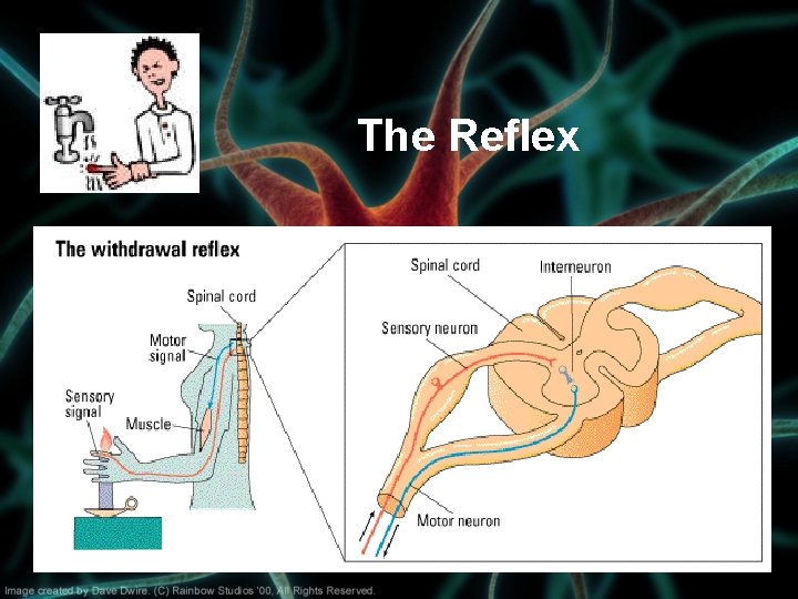 The Reflex The Reflex