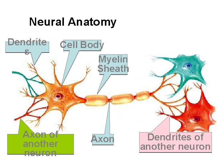 Neural Anatomy Dendrite s Axon of another neuron Cell Body Myelin Sheath Axon Dendrites Neural Anatomy Dendrite s Axon of another neuron Cell Body Myelin Sheath Axon Dendrites