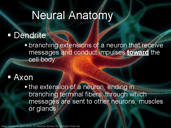Neural Anatomy § Dendrite § branching extensions of a neuron that receive messages and Neural Anatomy § Dendrite § branching extensions of a neuron that receive messages and
