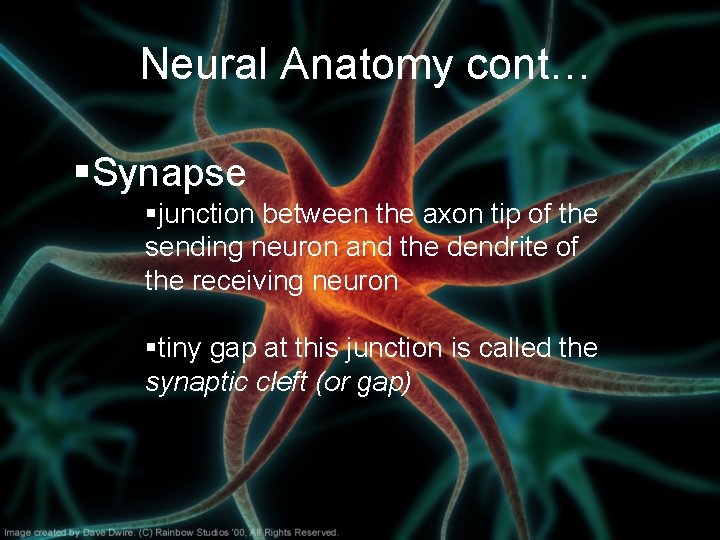 Neural Anatomy cont… §Synapse §junction between the axon tip of the sending neuron and Neural Anatomy cont… §Synapse §junction between the axon tip of the sending neuron and