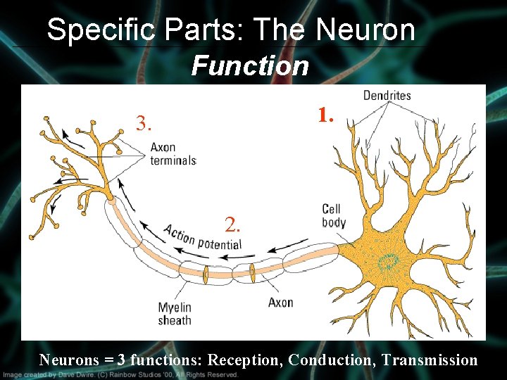 Specific Parts: The Neuron Function 1. 3. 2. Neurons = 3 functions: Reception, Conduction, Specific Parts: The Neuron Function 1. 3. 2. Neurons = 3 functions: Reception, Conduction,