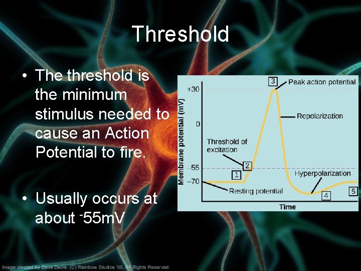 Threshold • The threshold is the minimum stimulus needed to cause an Action Potential Threshold • The threshold is the minimum stimulus needed to cause an Action Potential
