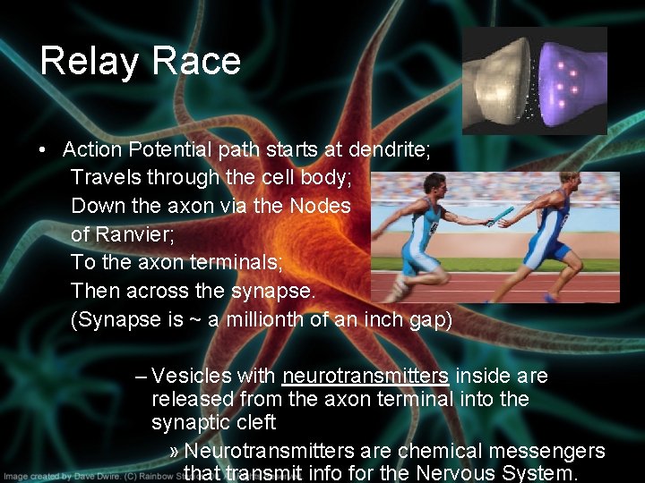 Relay Race • Action Potential path starts at dendrite; Travels through the cell body; Relay Race • Action Potential path starts at dendrite; Travels through the cell body;