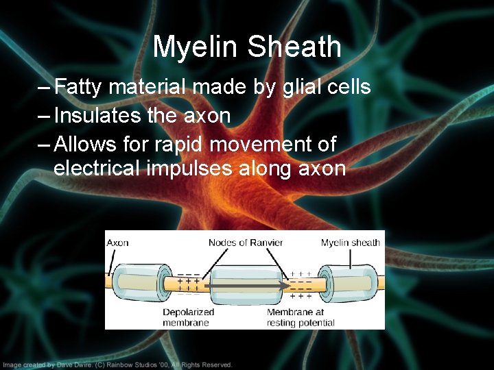 Myelin Sheath – Fatty material made by glial cells – Insulates the axon – Myelin Sheath – Fatty material made by glial cells – Insulates the axon –