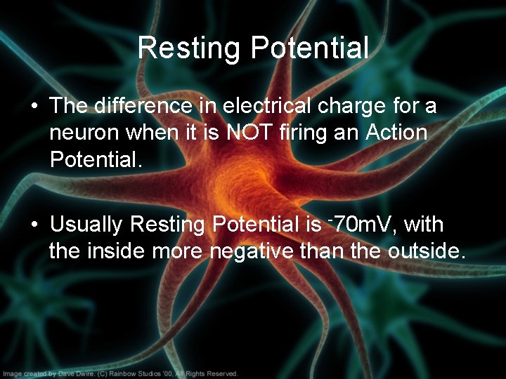 Resting Potential • The difference in electrical charge for a neuron when it is Resting Potential • The difference in electrical charge for a neuron when it is