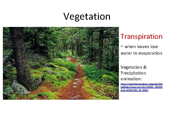 Vegetation Transpiration - when leaves lose water to evaporation Vegetation & Precipitation animation: https:
