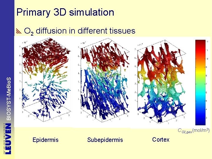 Primary 3 D simulation BIOSYST-Me. Bio. S O 2 diffusion in different tissues CO