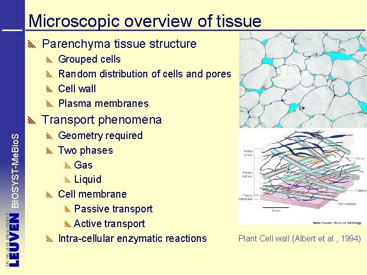 Microscopic overview of tissue Parenchyma tissue structure Grouped cells Random distribution of cells and