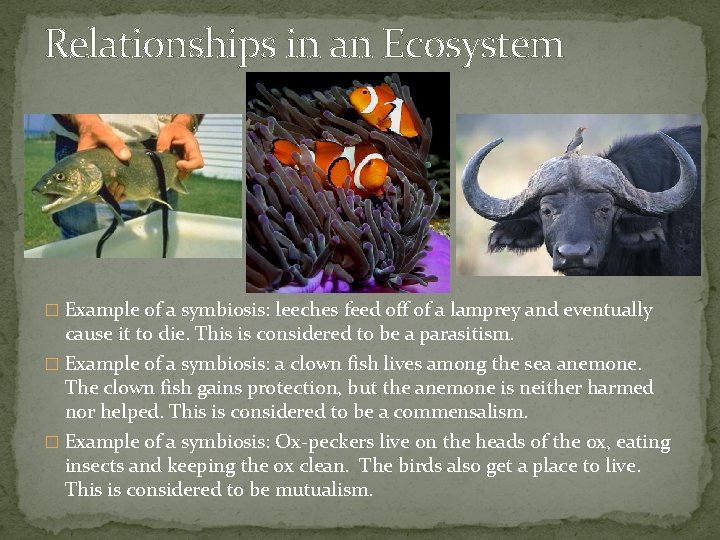 Relationships in an Ecosystem � Example of a symbiosis: leeches feed off of a