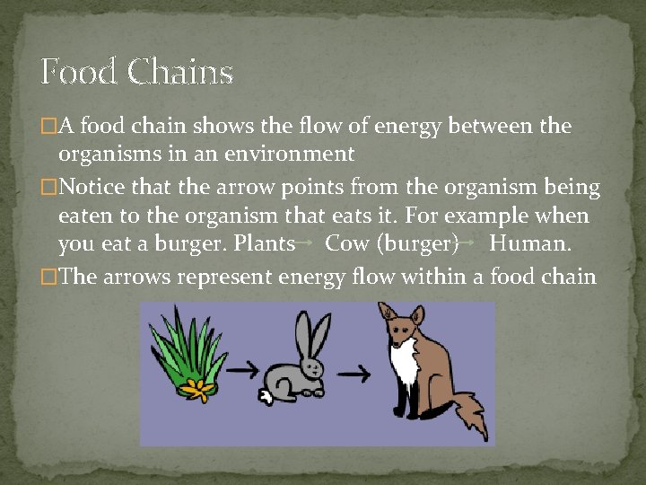 Food Chains �A food chain shows the flow of energy between the organisms in