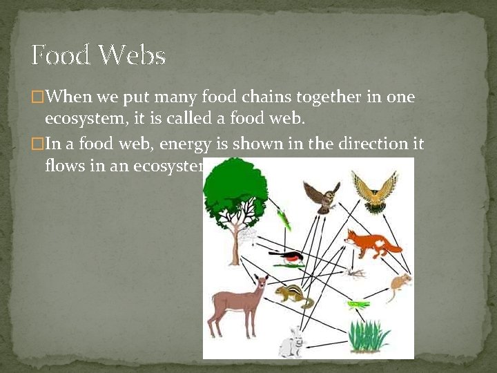 Food Webs �When we put many food chains together in one ecosystem, it is