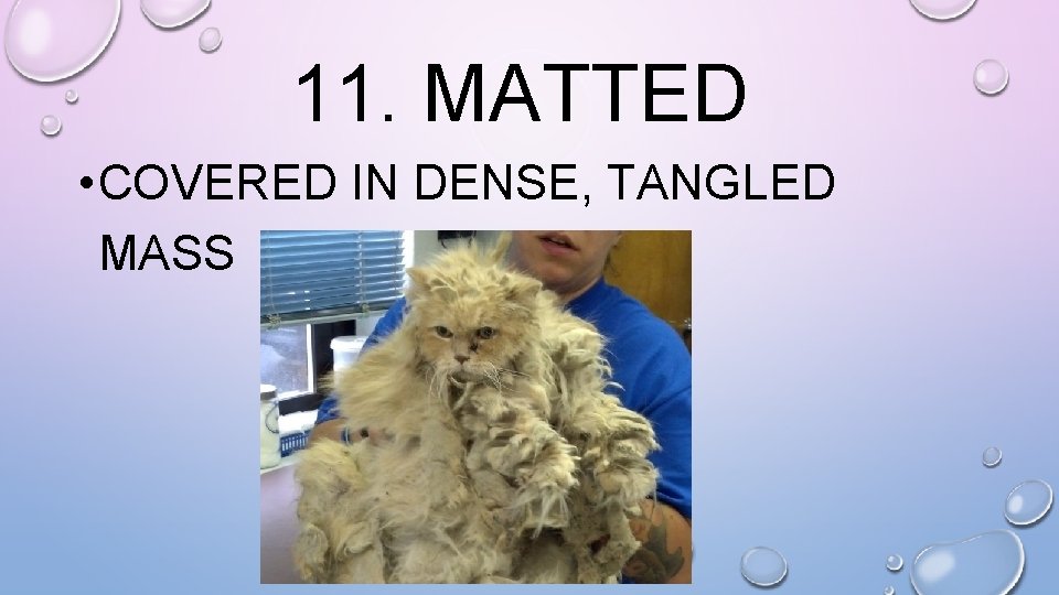11. MATTED • COVERED IN DENSE, TANGLED MASS 