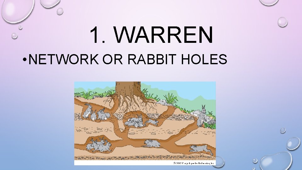 1. WARREN • NETWORK OR RABBIT HOLES 