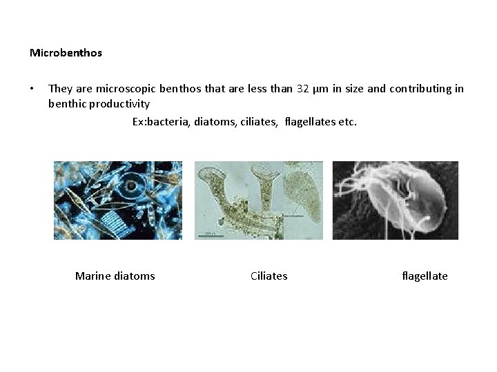 Microbenthos • They are microscopic benthos that are less than 32 µm in size