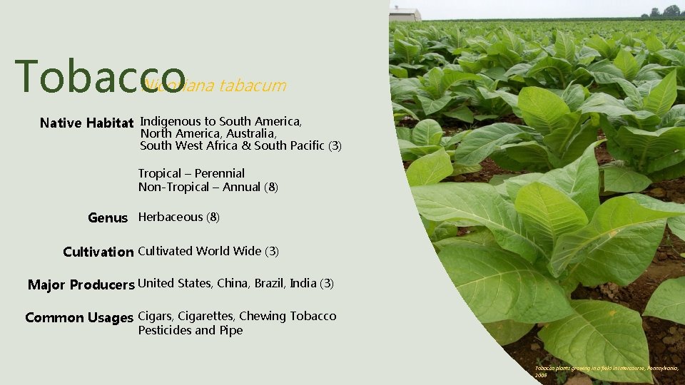 Nicotiana tabacum Tobacco Native Habitat Indigenous to South America, North America, Australia, South West