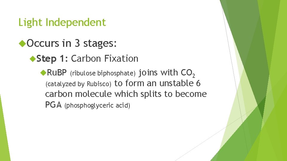 Light Independent Occurs Step in 3 stages: 1: Carbon Fixation Ru. BP (ribulose biphosphate)
