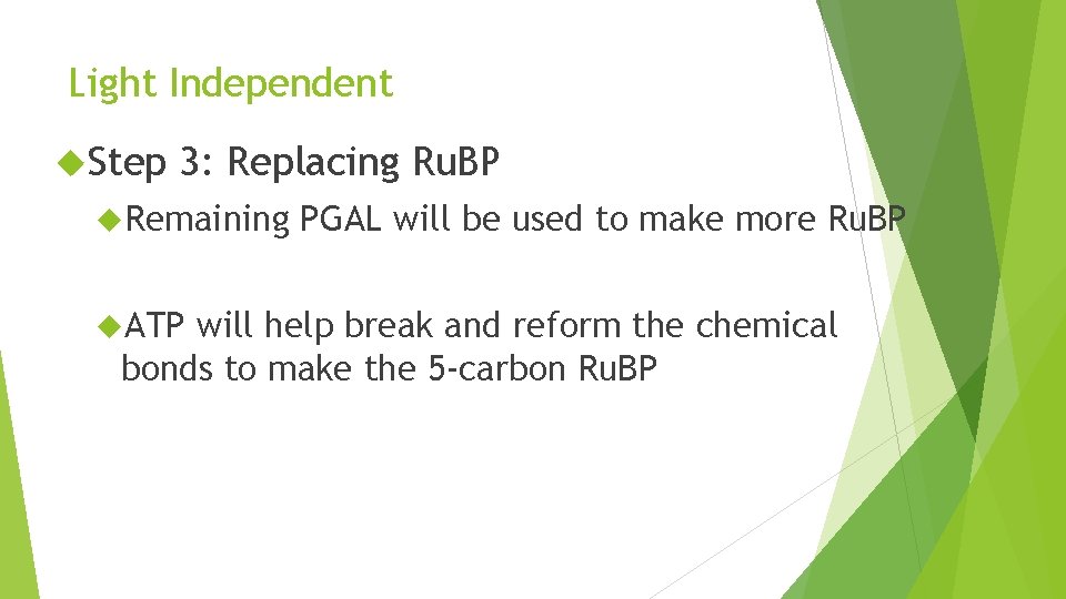 Light Independent Step 3: Replacing Ru. BP Remaining ATP PGAL will be used to