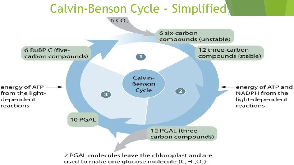 Calvin-Benson Cycle - Simplified 103 