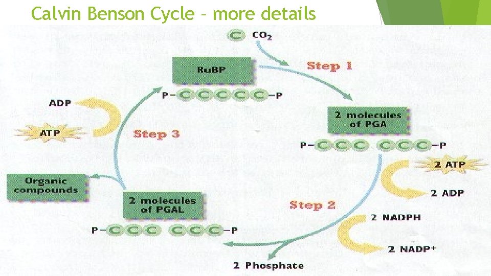 Calvin Benson Cycle – more details 104 