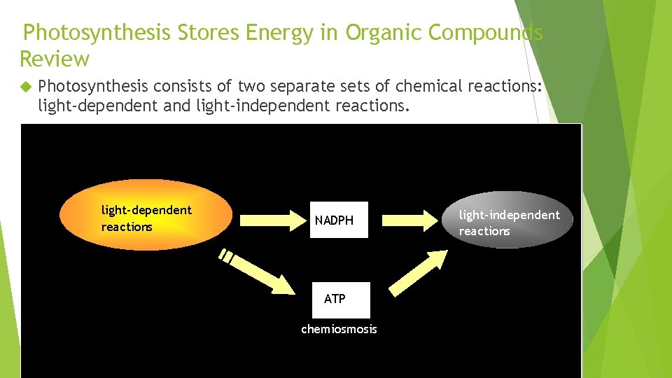 Photosynthesis Stores Energy in Organic Compounds Review Photosynthesis consists of two separate sets of