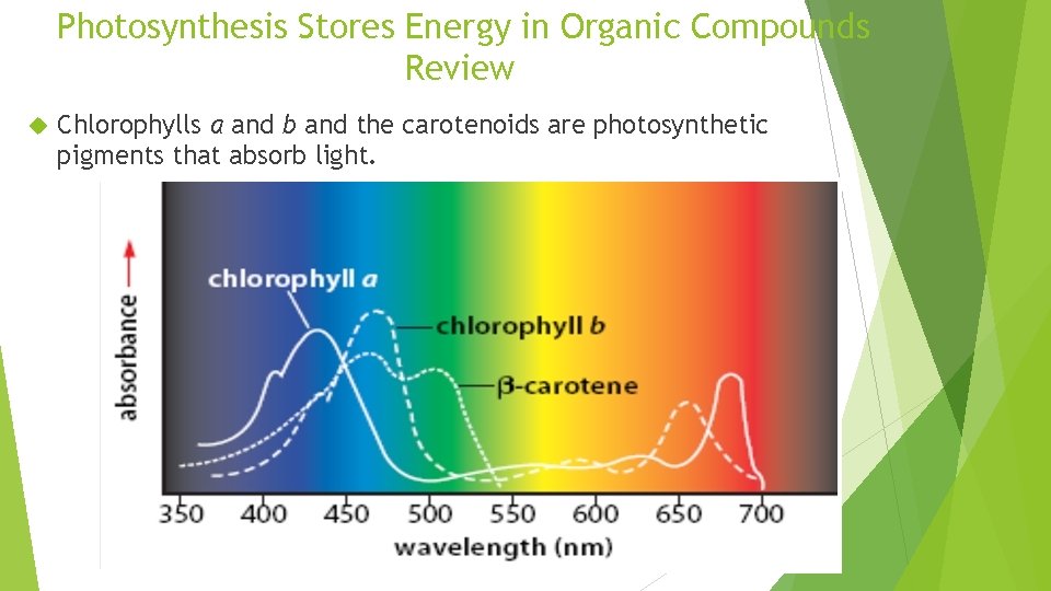 Photosynthesis Stores Energy in Organic Compounds Review Chlorophylls a and b and the carotenoids